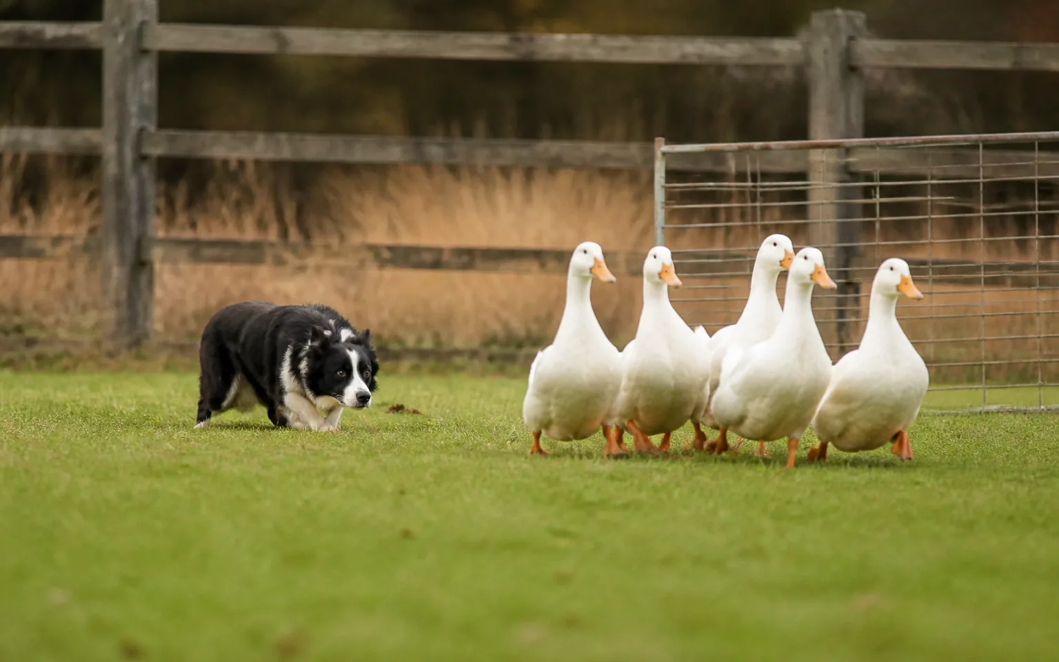 Border Collie moving a group of white ducks towards a low pen