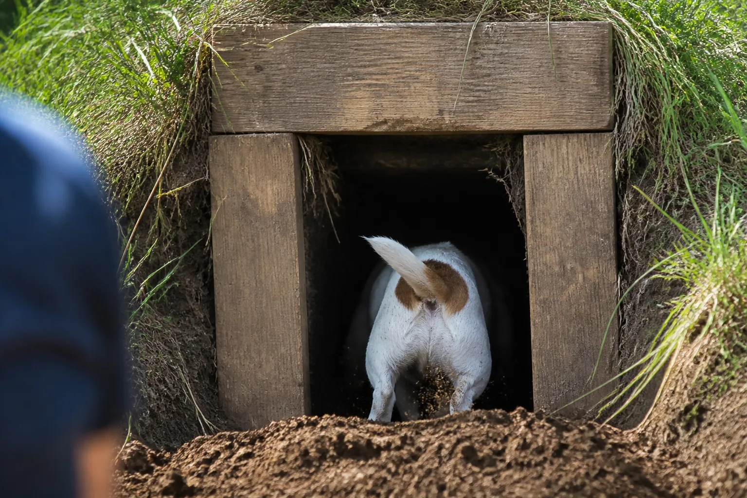 White-and-tan terrier entering a wood-lined artificial earth tunnel with fresh soil at the mouth