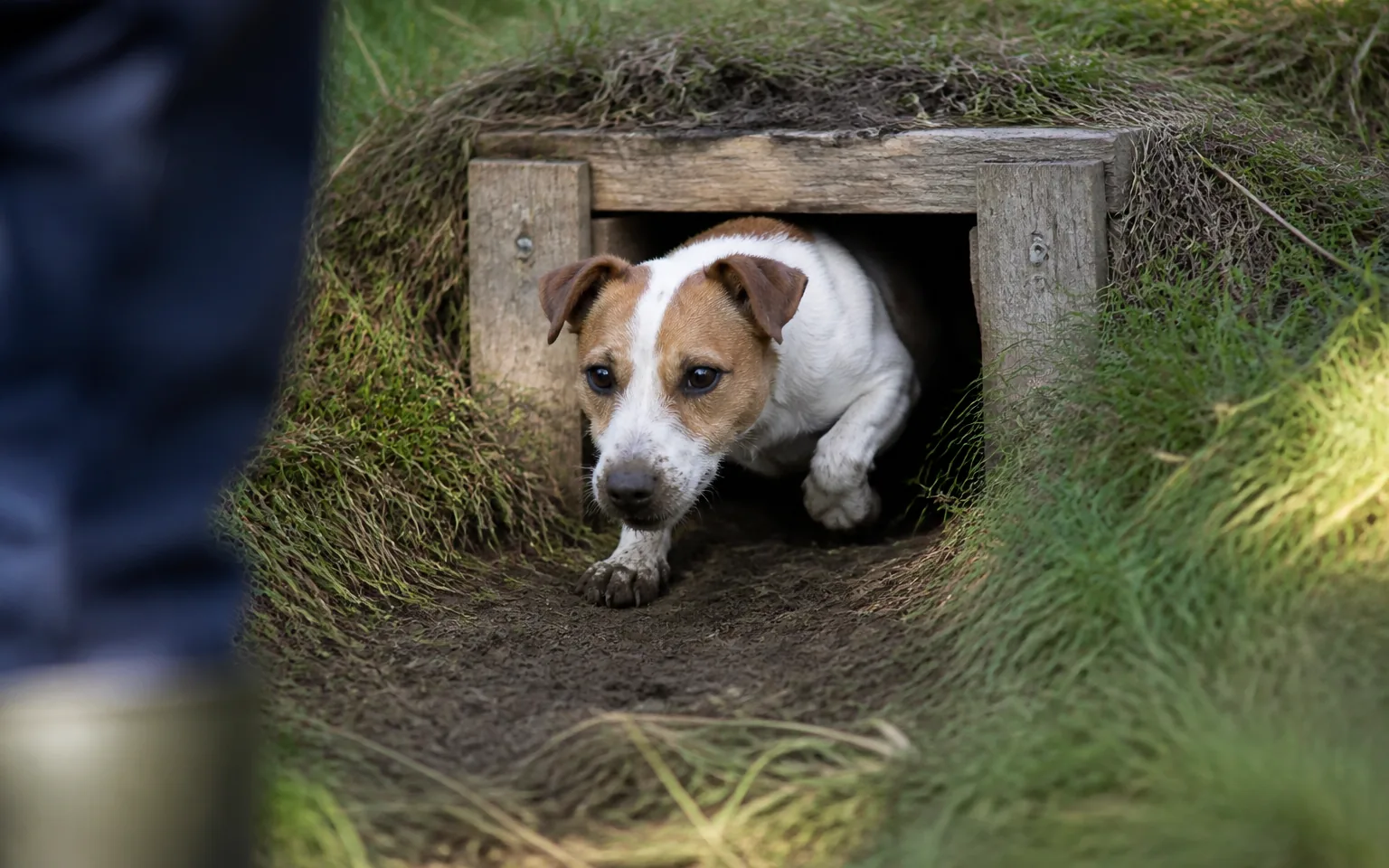 Jack Russell Terrier emerging head-first from an artificial earth tunnel in a bank