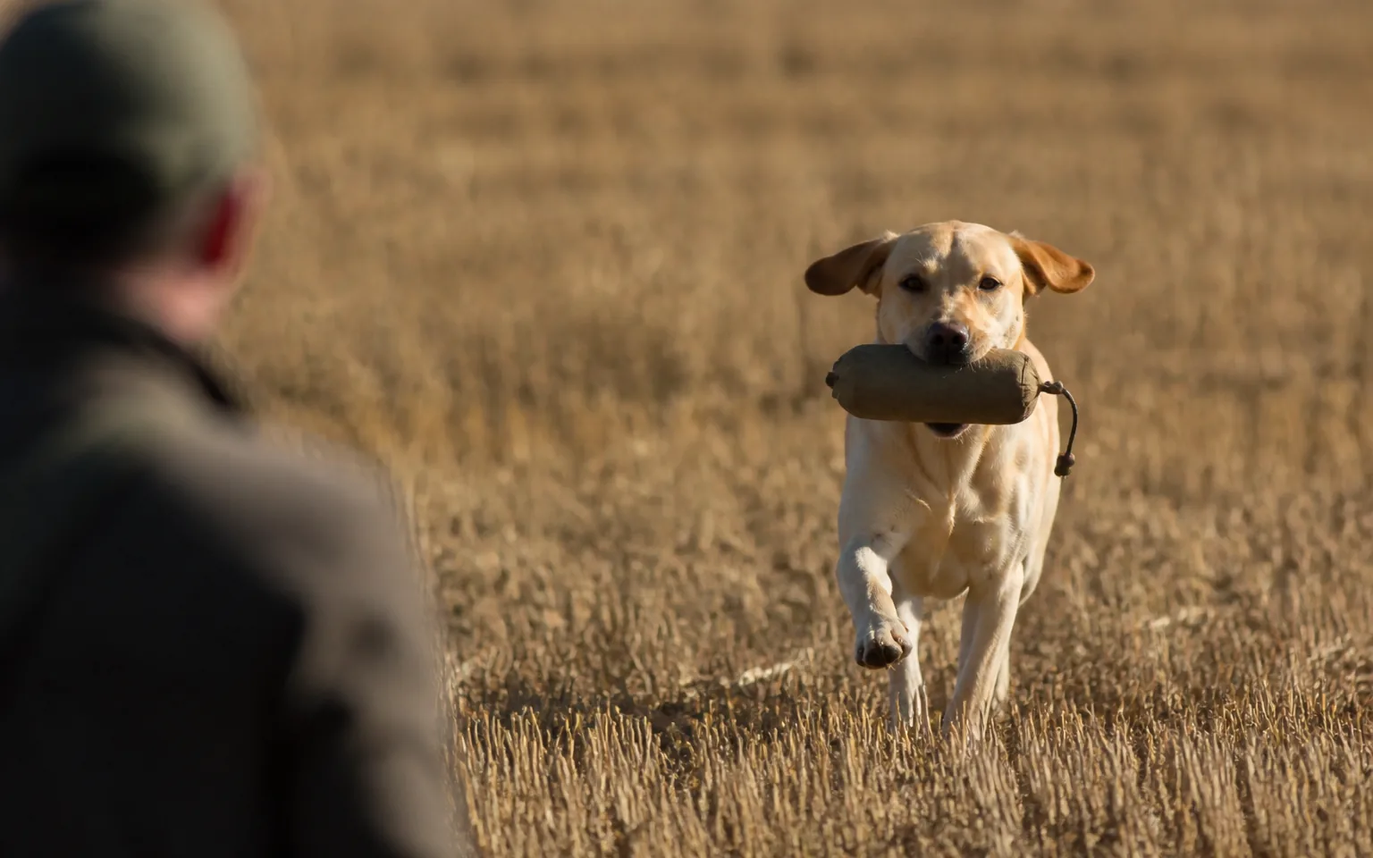 Yellow Labrador carrying a canvas dummy softly in its mouth across a stubble field