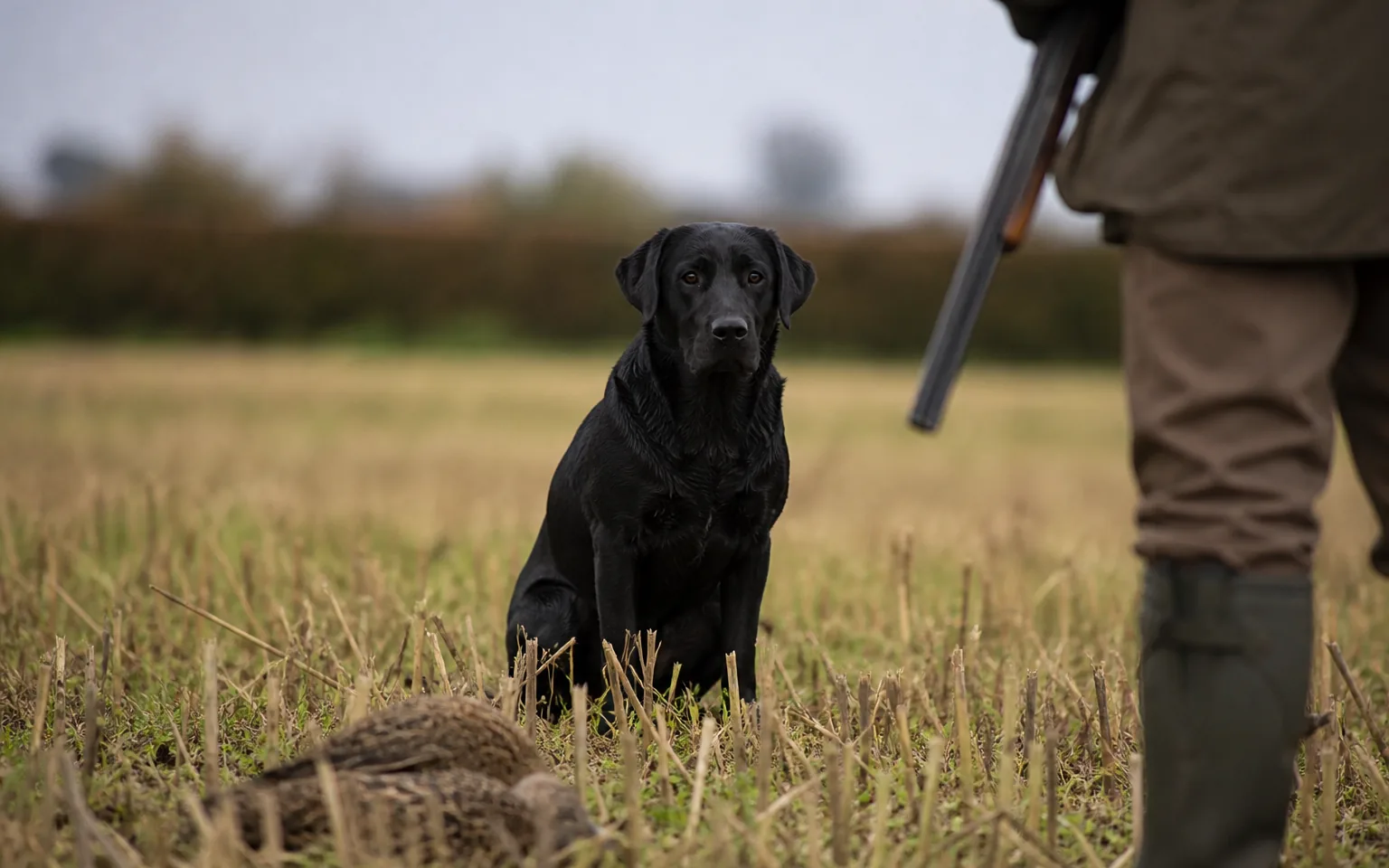 Black Labrador waiting for the retrieve command beside the gun on a stubble field