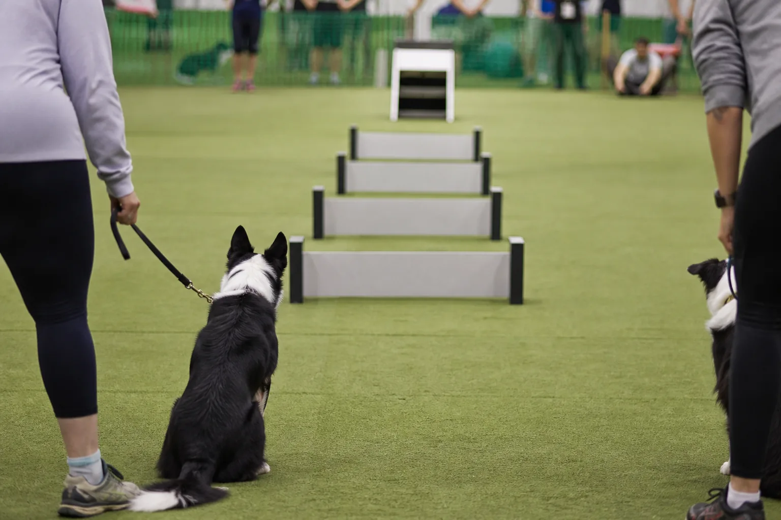 Two Border Collies waiting on lead at the start of a flyball lane, hurdles and box ahead