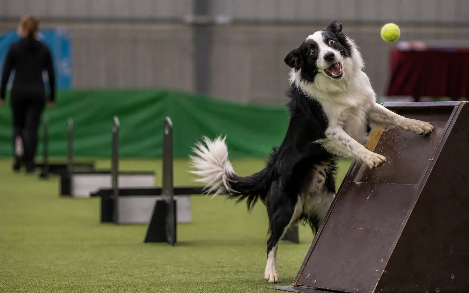 Border Collie hitting the flyball box with its front paws as the ball springs free