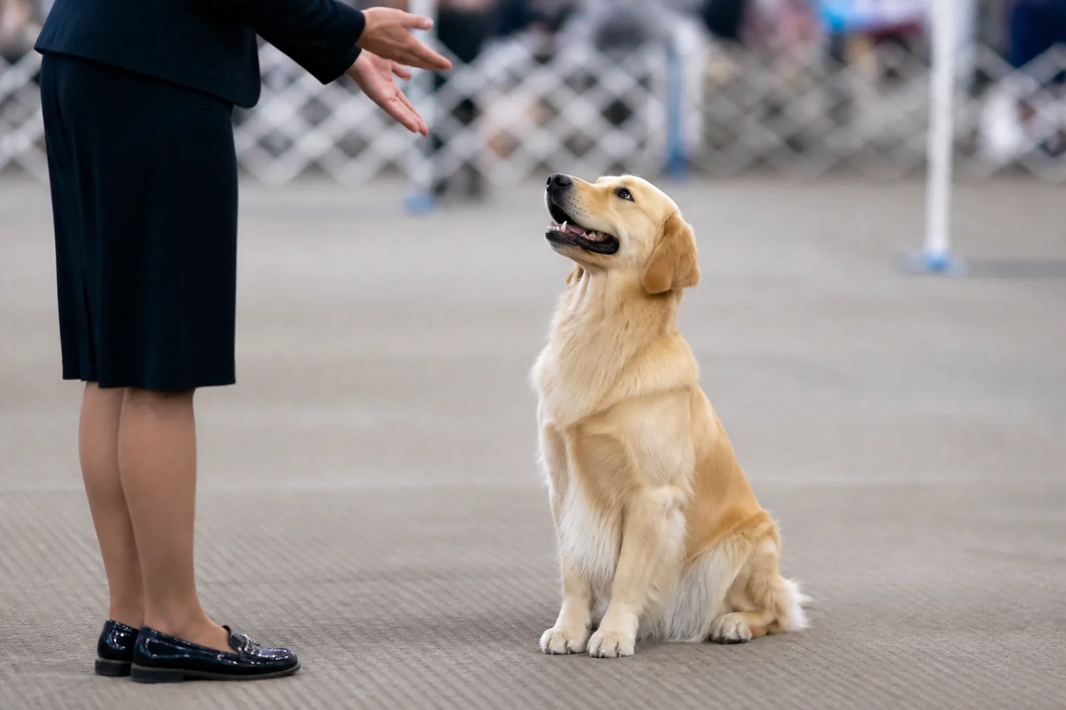 Golden Retriever in a formal front position facing its handler at the end of the routine
