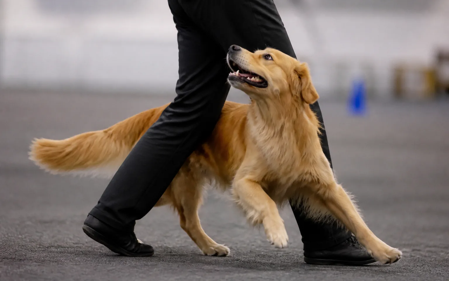 Golden Retriever weaving between its handler's legs during a freestyle routine