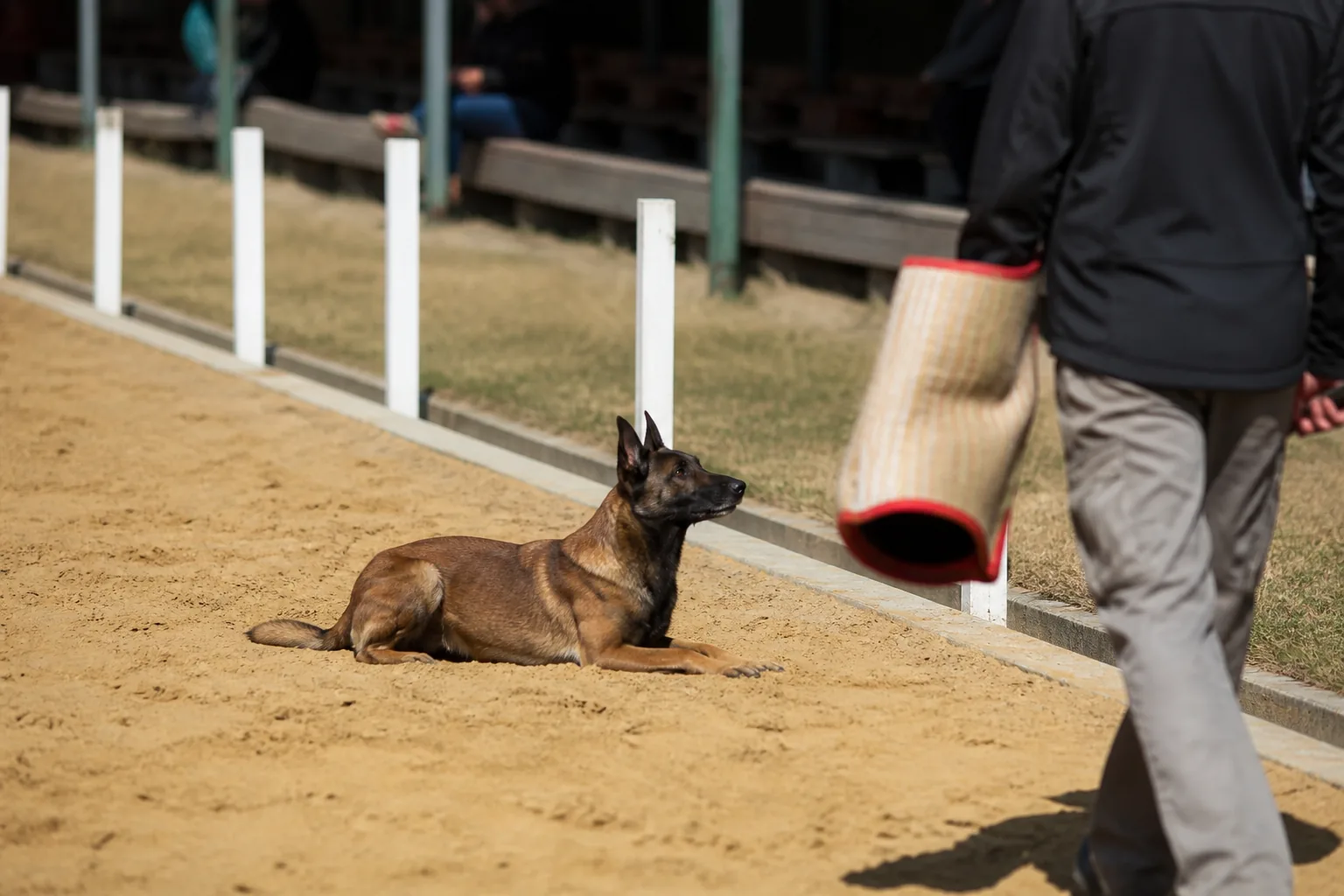 Belgian Malinois in a long down-stay at the ring edge as a distraction passes