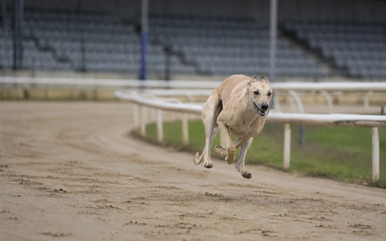 Greyhound running alone on a sand oval track, all four feet off the ground