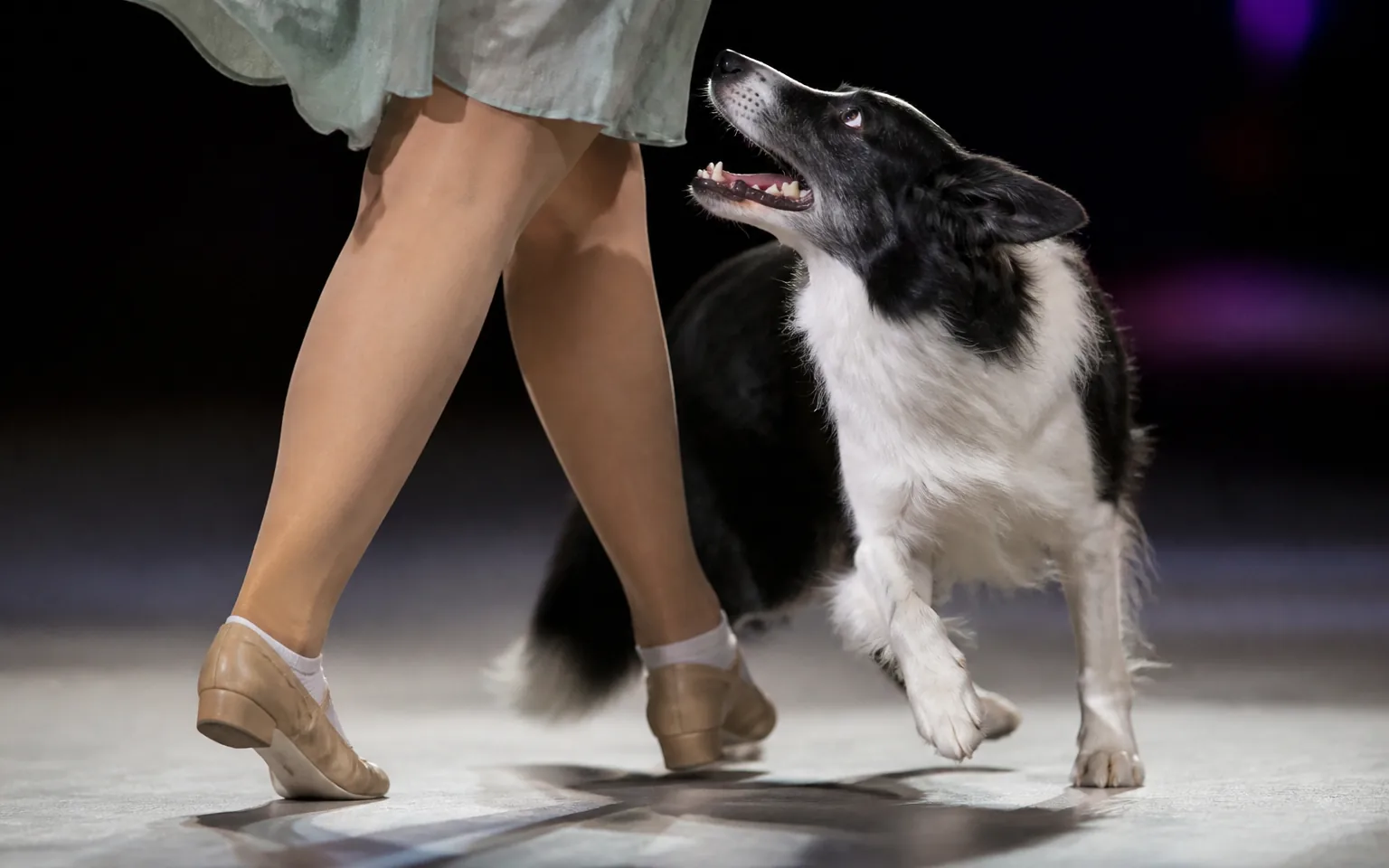 Border Collie in close heel position turning in step with its handler to music