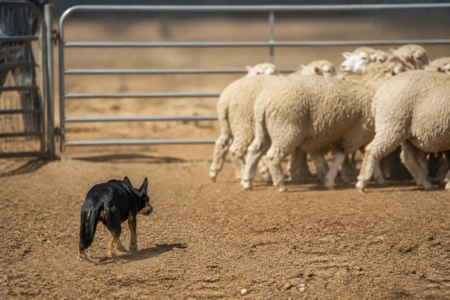 Kelpie holding sheep in the pen as the gate closes behind them