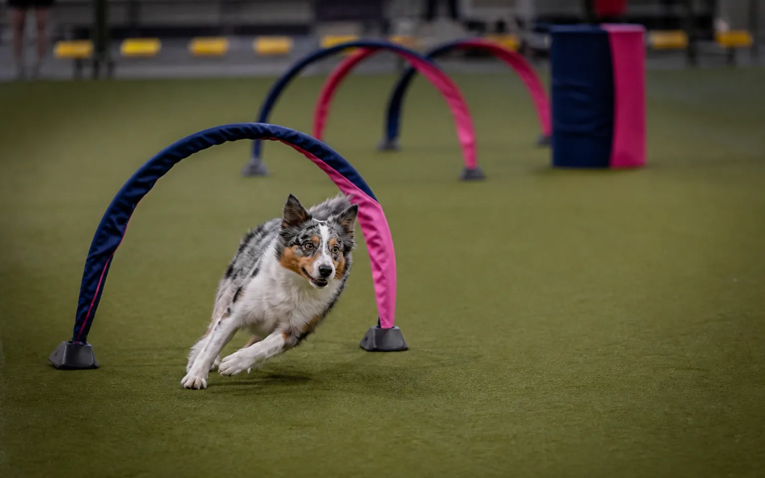 Australian Shepherd curving through a hoop on a hoopers course with no jumps