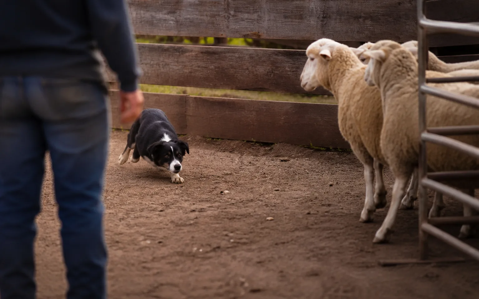 Young Border Collie meeting sheep for the first time in a small round pen