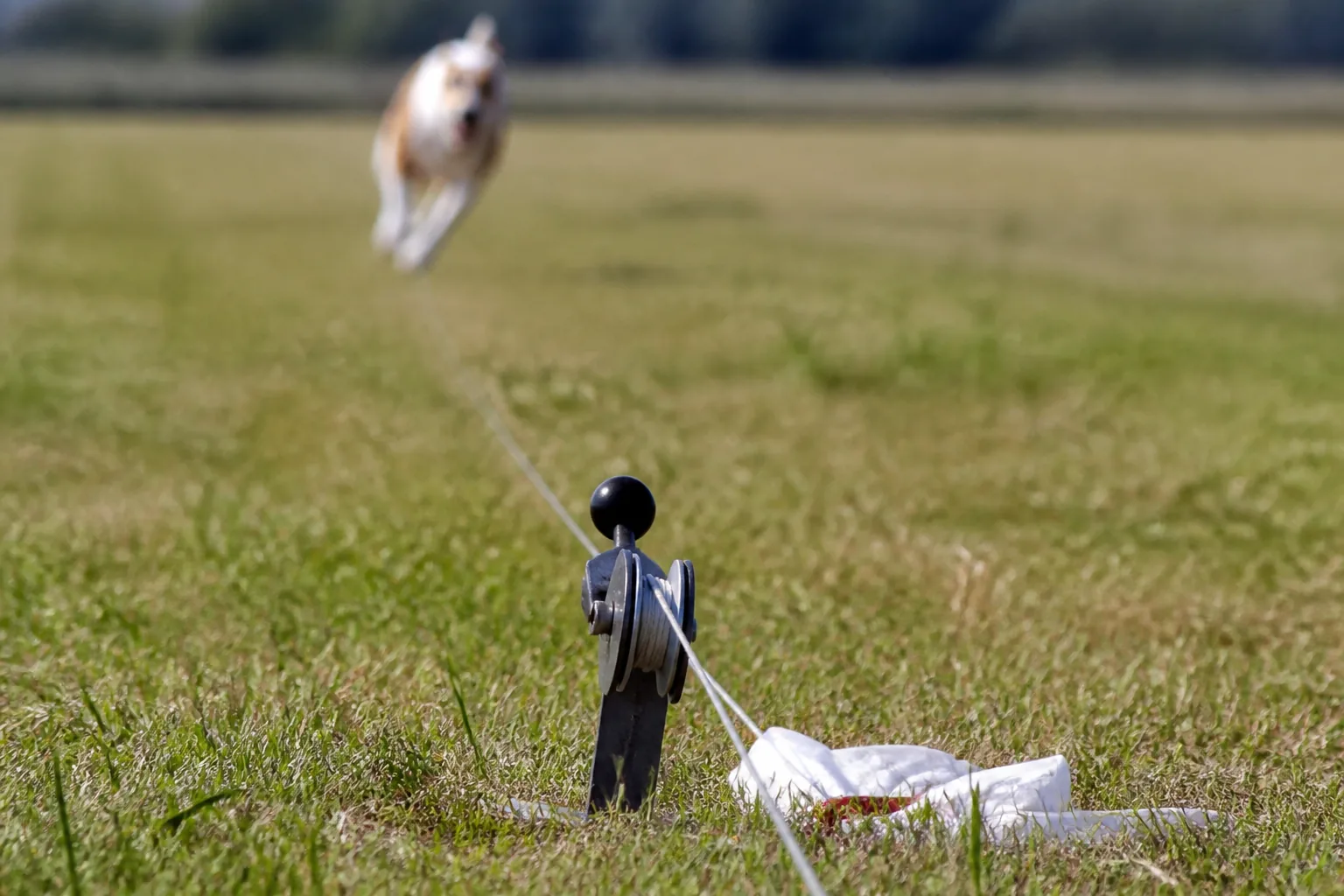 Lure coursing pulley staked in the grass with the continuous line running through it