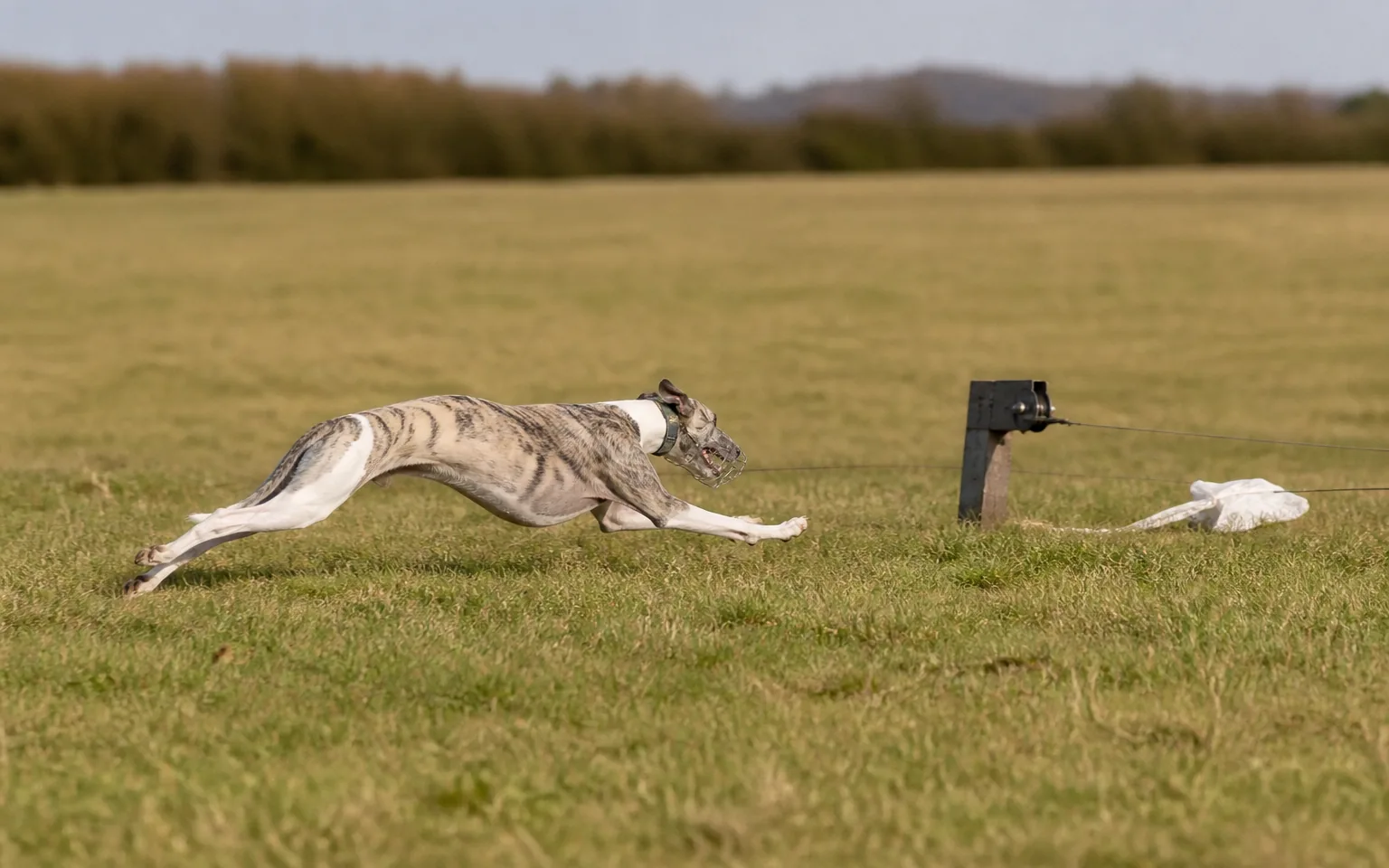Whippet chasing a white artificial lure across an open grass field
