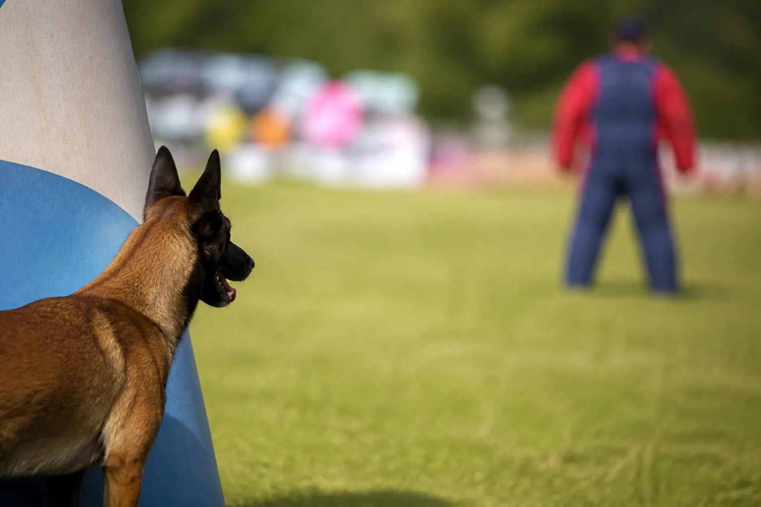 Belgian Malinois guarding beside a course prop with the decoy standing motionless behind