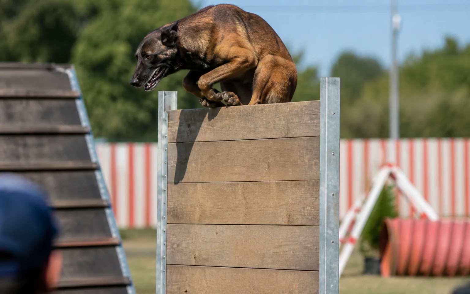 Belgian Malinois clearing the tall wooden palisade on a mondioring field
