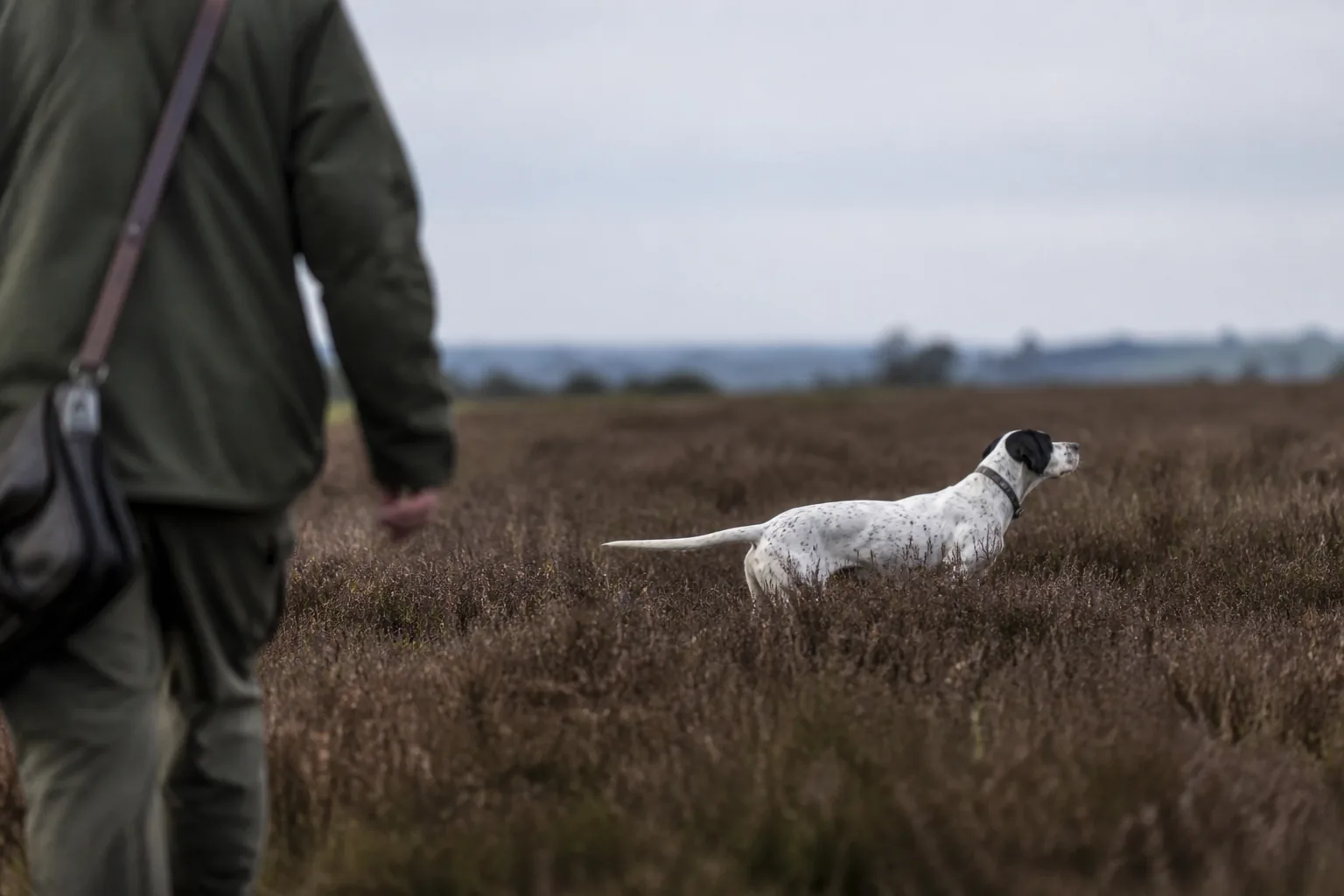 Handler walking in to flush the bird while the pointer stays rigid on point