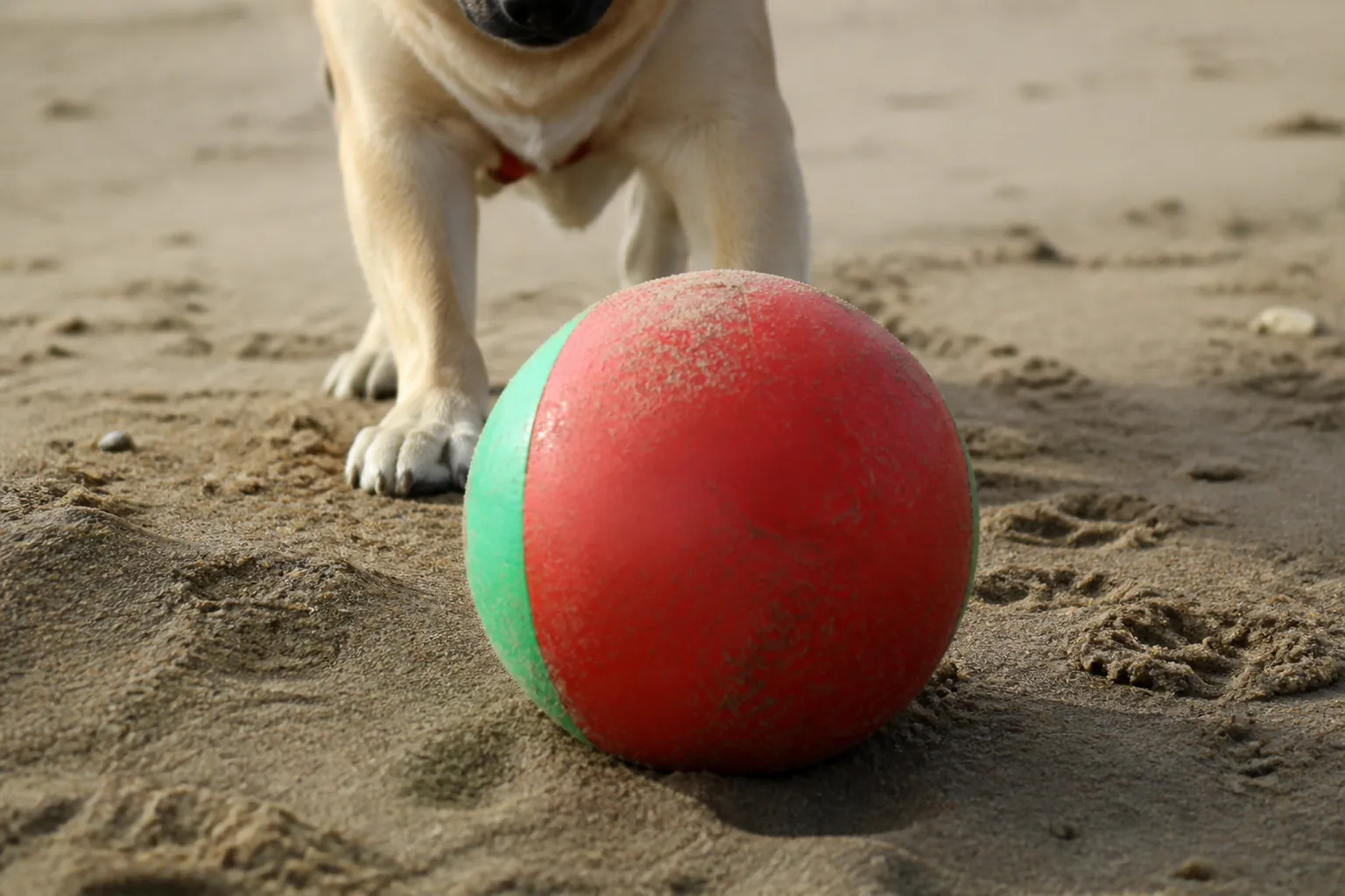 Dog pushing a red-and-green ball across sand with its front paws, paw prints all around