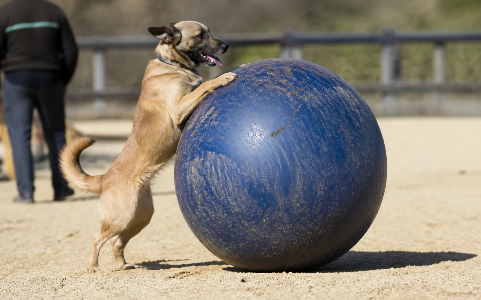 Mixed-breed dog driving a large inflated ball forward with its chest
