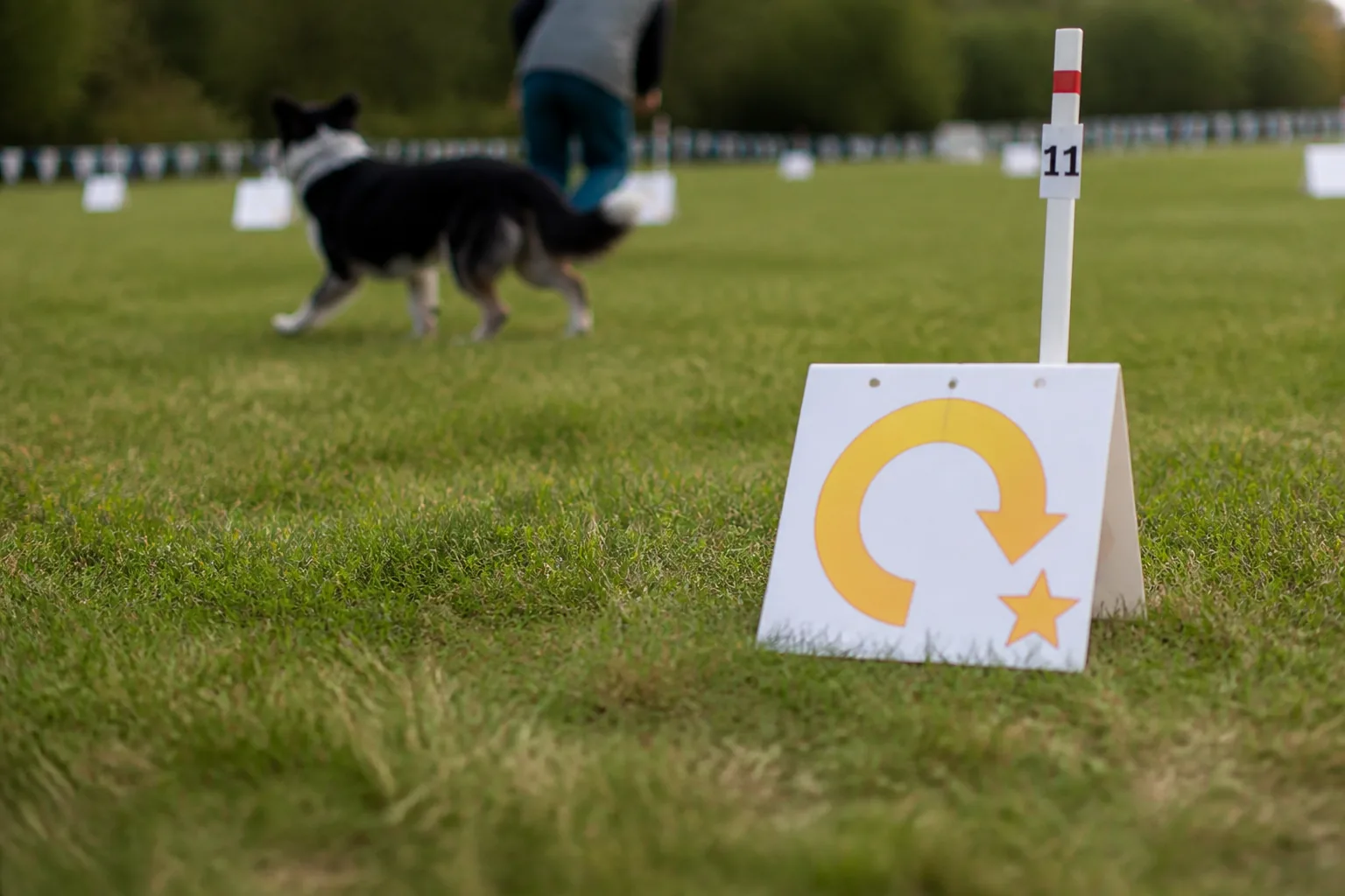 Numbered rally obedience station sign staked in the grass showing the exercise pictogram