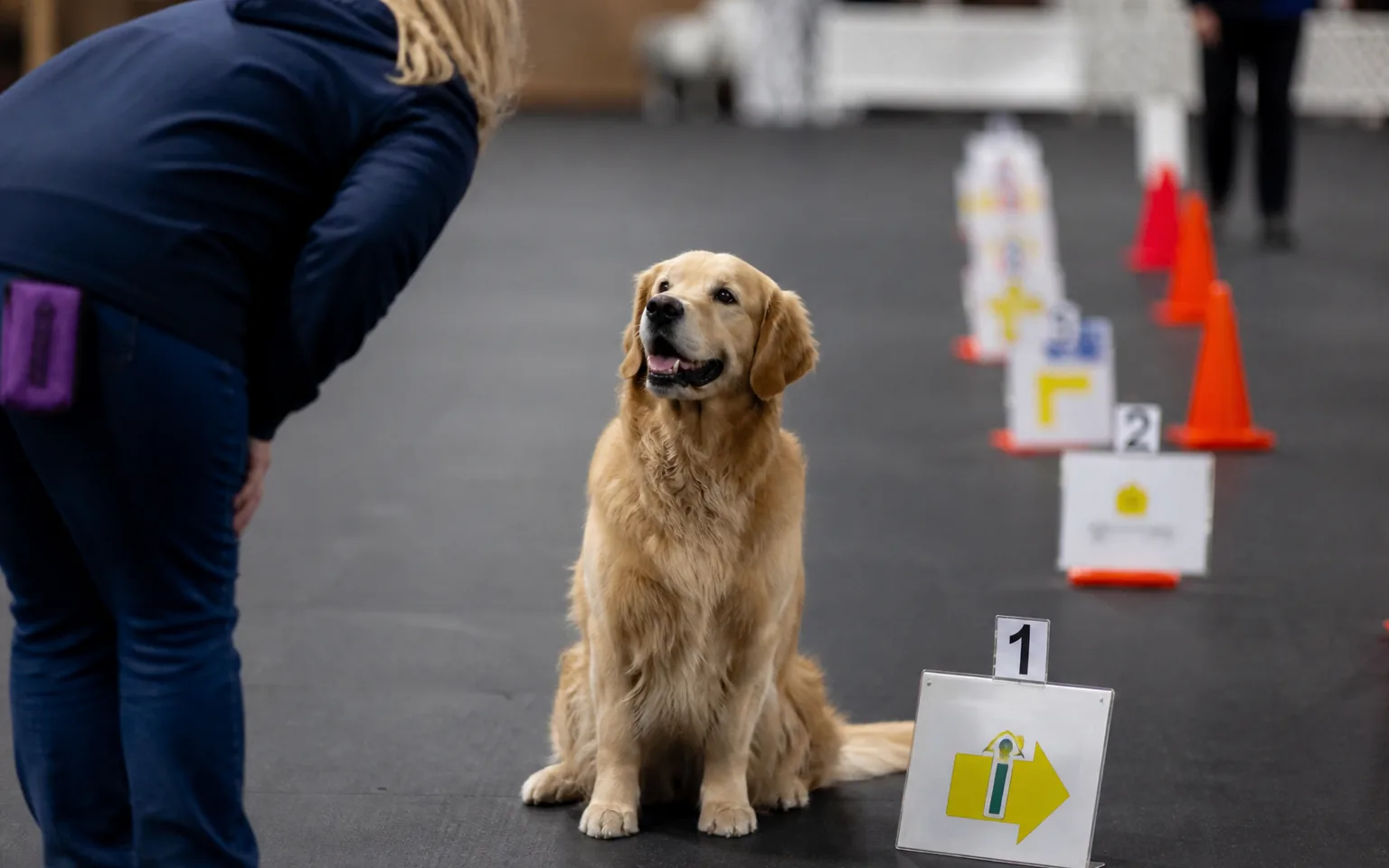 Golden Retriever sitting in front of a numbered station sign on a rally obedience course