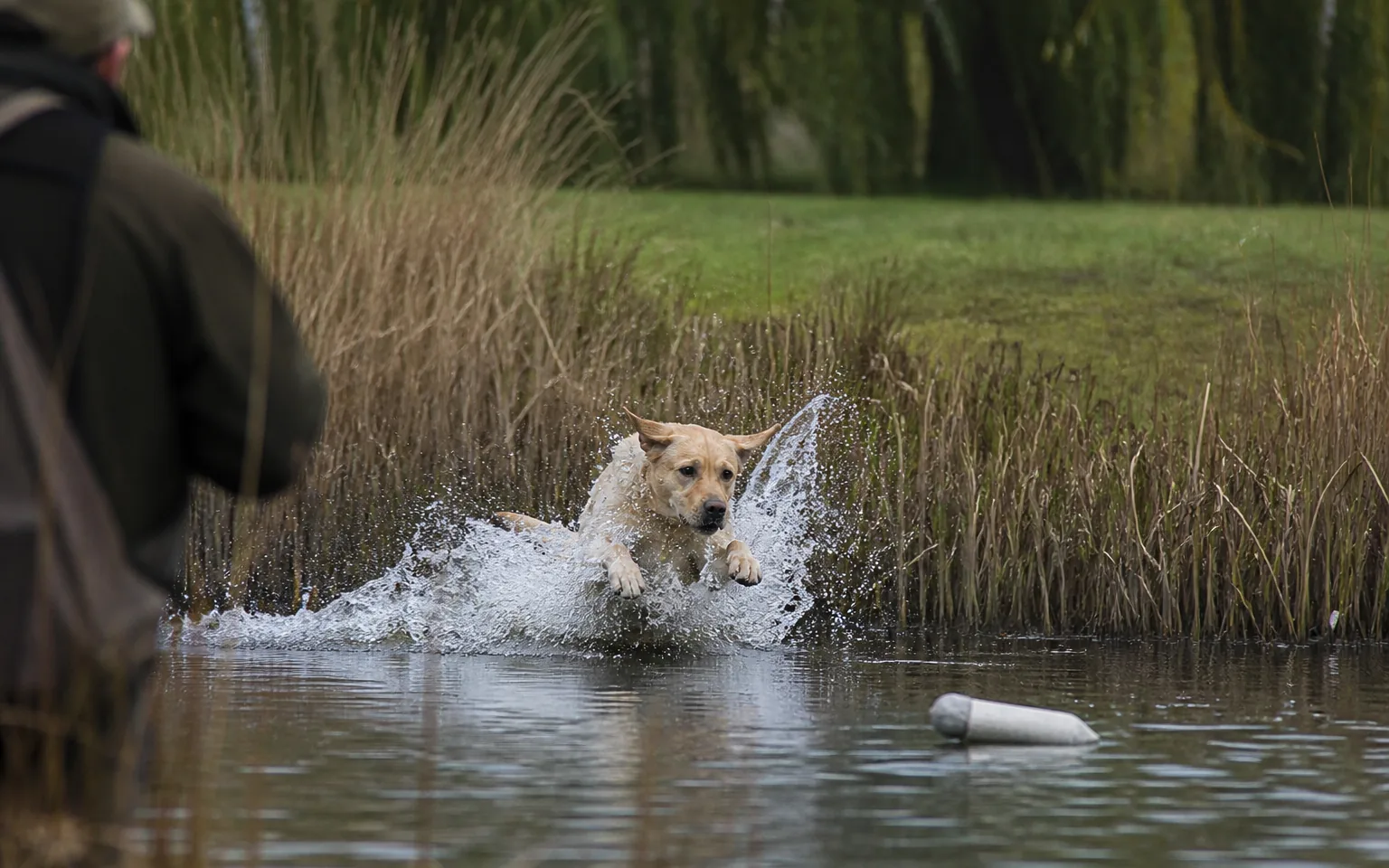 Yellow Labrador entering the water at speed after a floating dummy on a reedy pond
