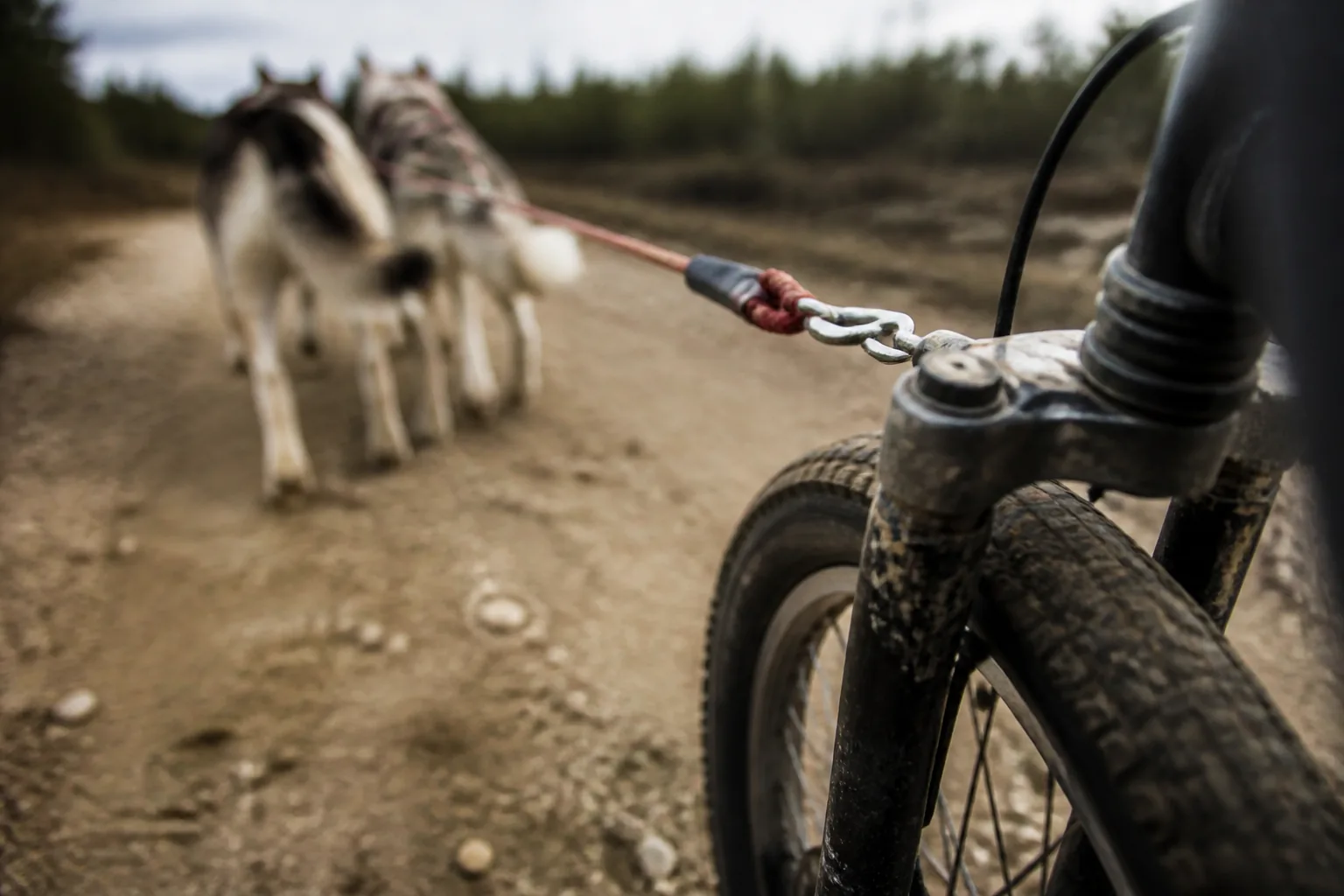 A dog scooter's front wheel with the towline clipped on, two huskies pulling ahead on a dirt track