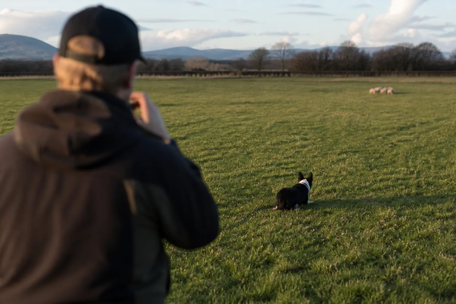 Shepherd at the handler's post with a whistle raised, dog and sheep far off in the field
