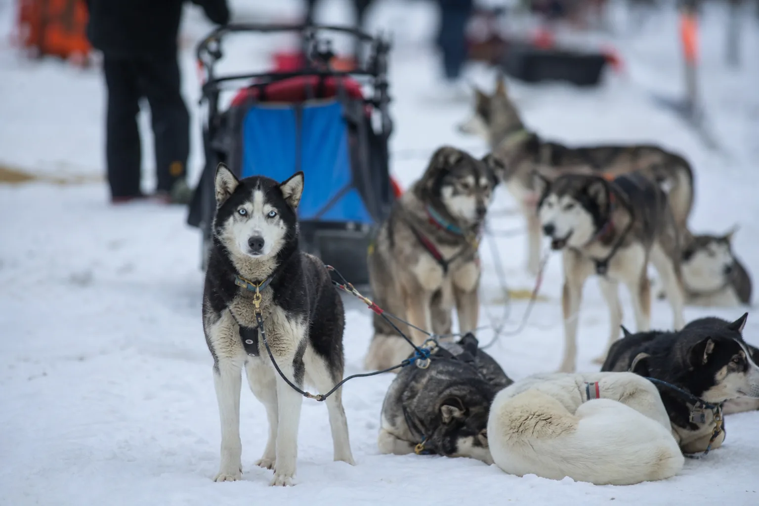 Huskies on a drop line beside a parked sled at a race checkpoint
