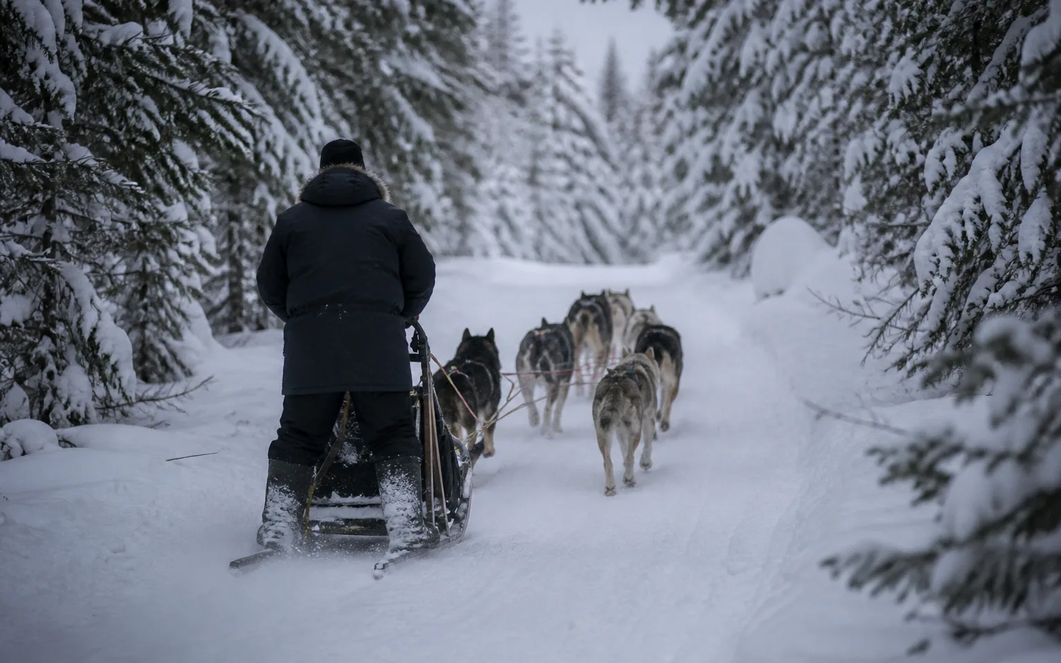 Team of six huskies pulling a sled along a groomed snow trail through forest
