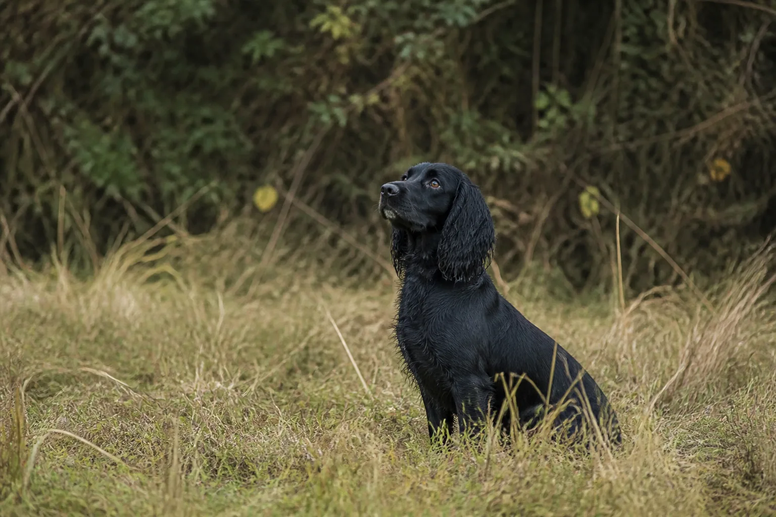 Working Cocker Spaniel sitting to the whistle, stopped mid-quarter in rough grass