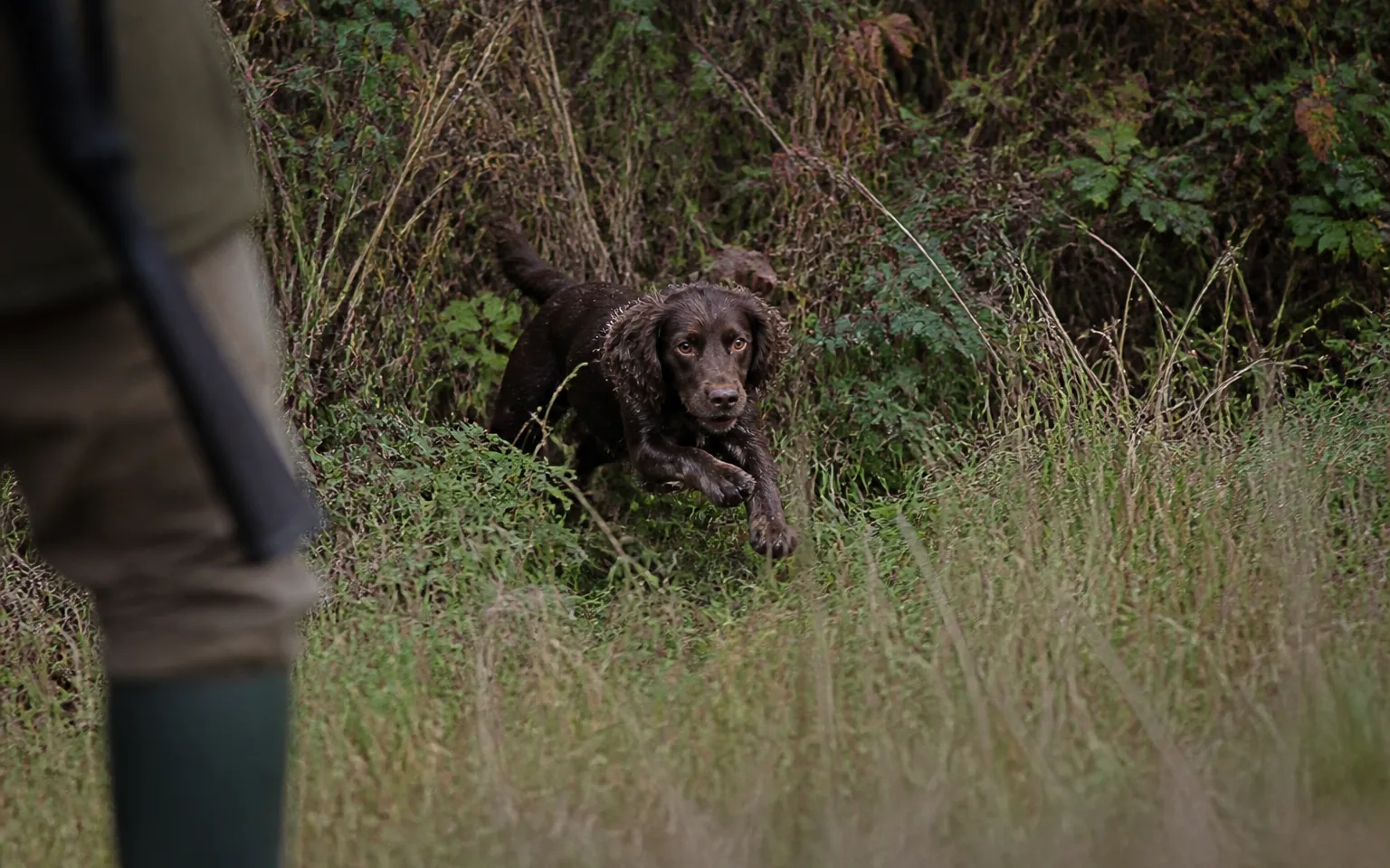 Working Cocker Spaniel bursting out of dense cover with its tail whirring