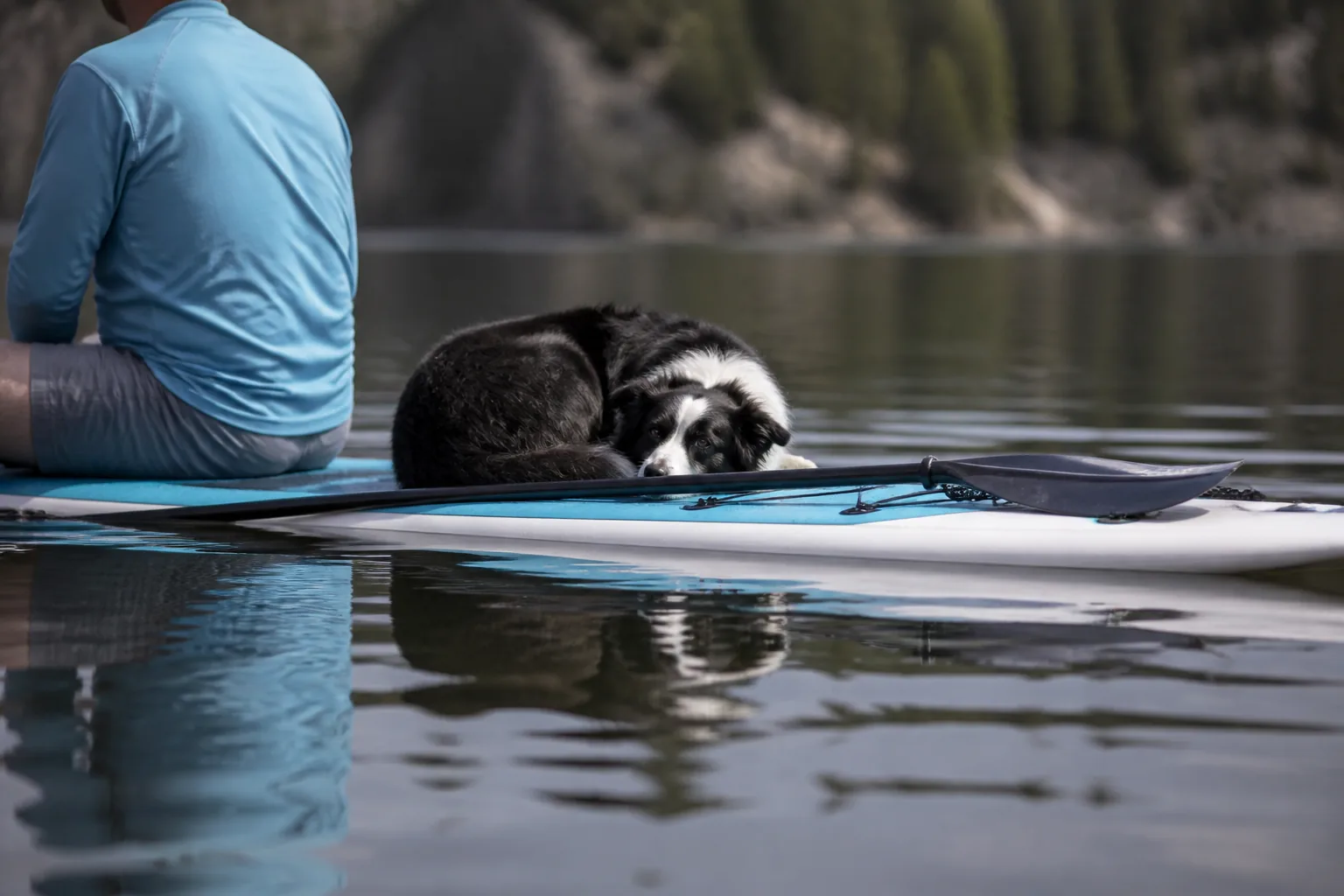 Border Collie resting curled on the deck of a paddleboard on a calm lake