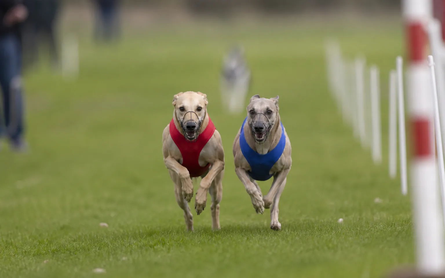 Two whippets racing side by side down a straight grass sprint lane