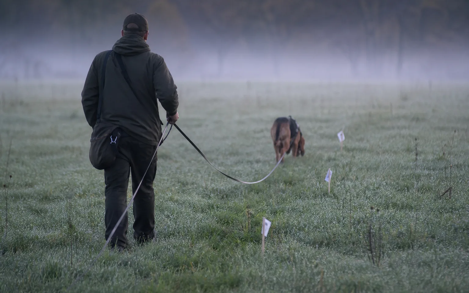 Handler following a dog working a flagged track on a long line through morning mist