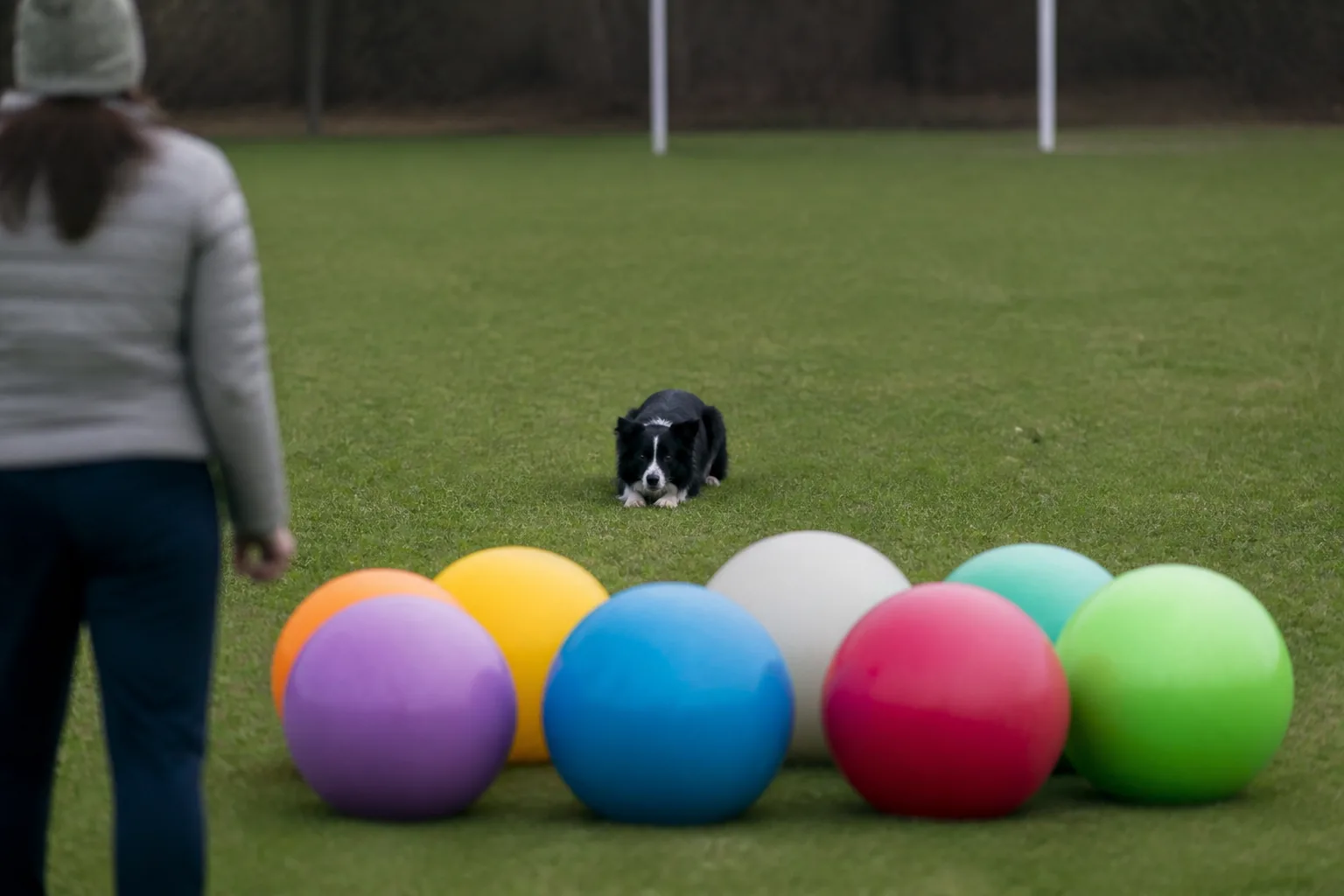 Border Collie in a down-stay behind a triangle of large coloured balls, waiting for the cue