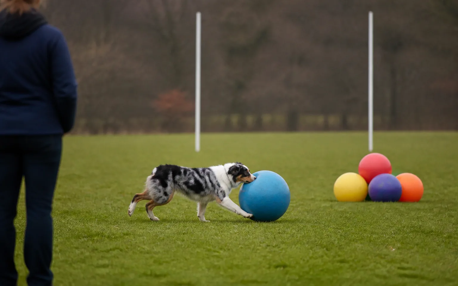 Australian Shepherd nose-pushing a large blue ball towards a goal