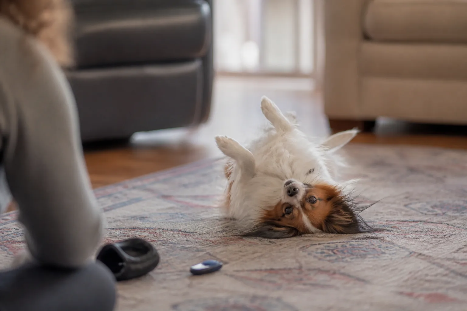Papillon rolling over on a rug with a clicker and treat pouch nearby
