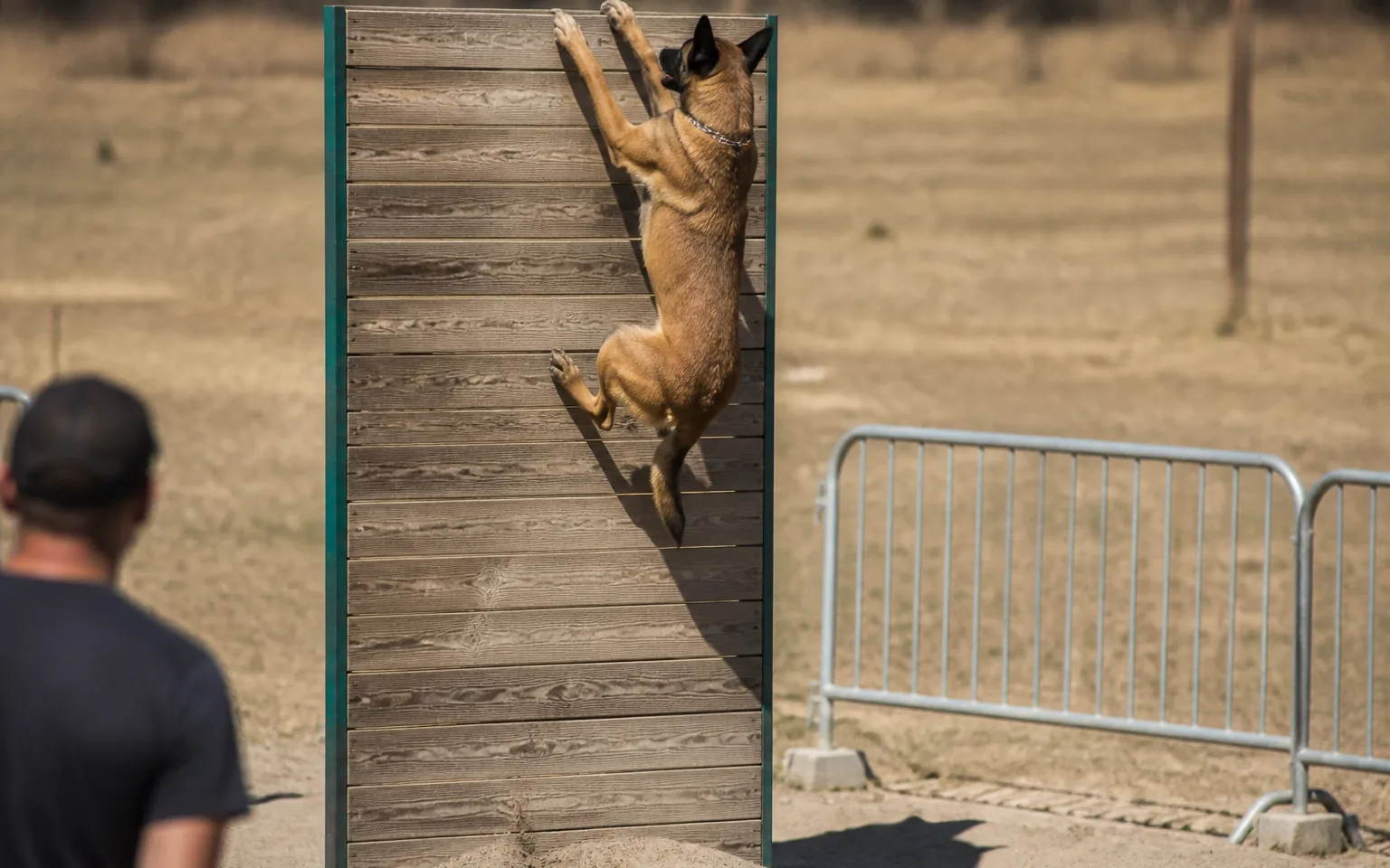 Belgian Malinois climbing a vertical wooden wall, front paws reaching the top edge