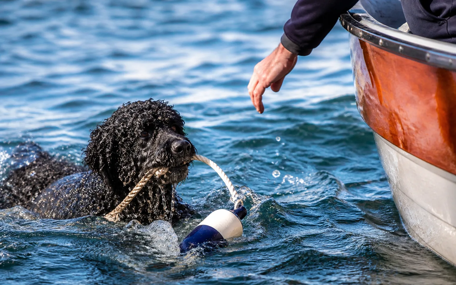 Portuguese Water Dog retrieving a rope and float beside a small boat