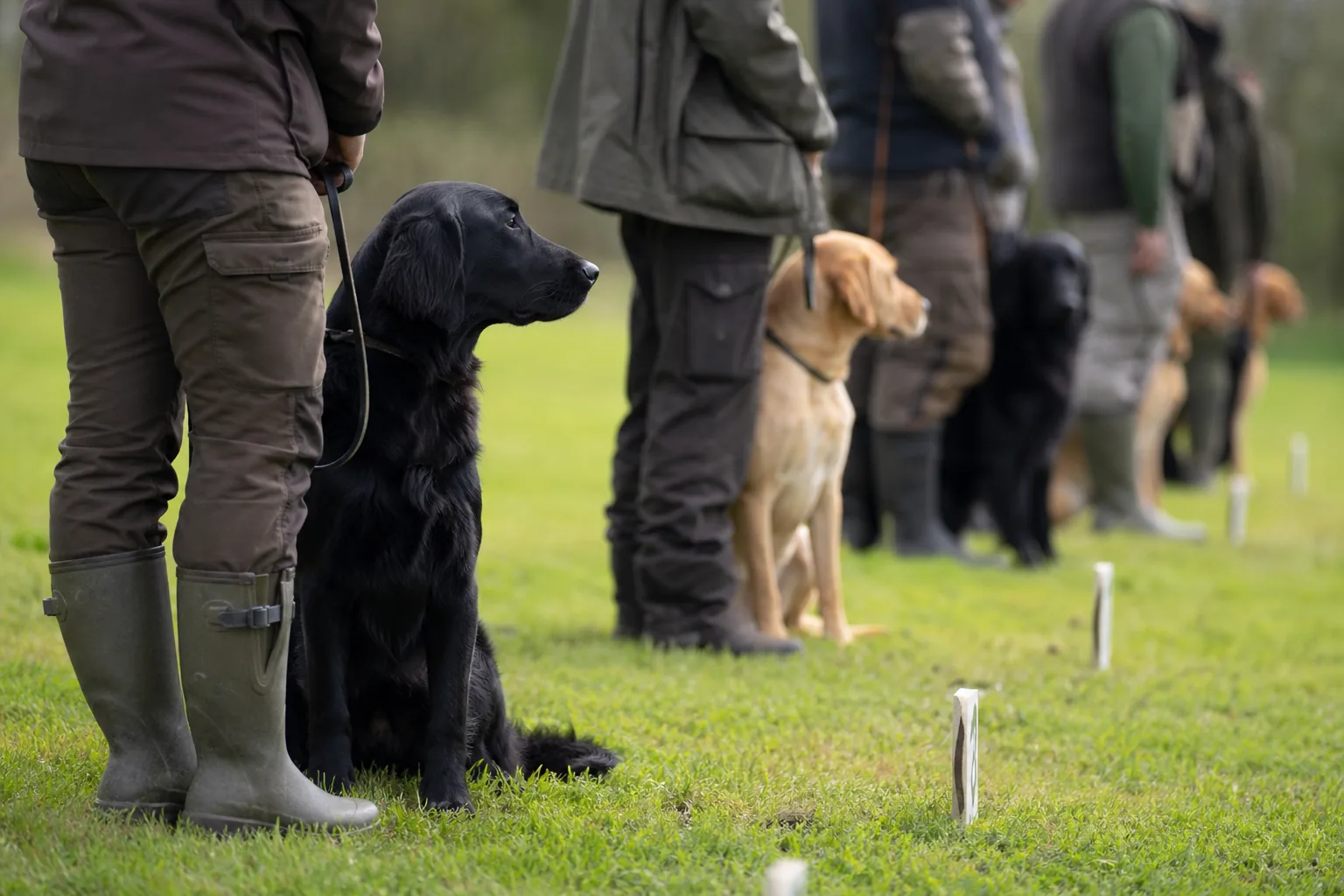 A line of retrievers sitting at heel beside their handlers waiting their turn