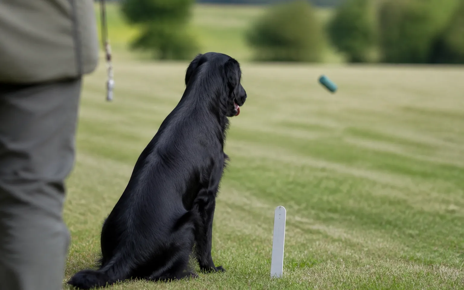 Flat-Coated Retriever sitting at heel marking the fall of a dummy across a field