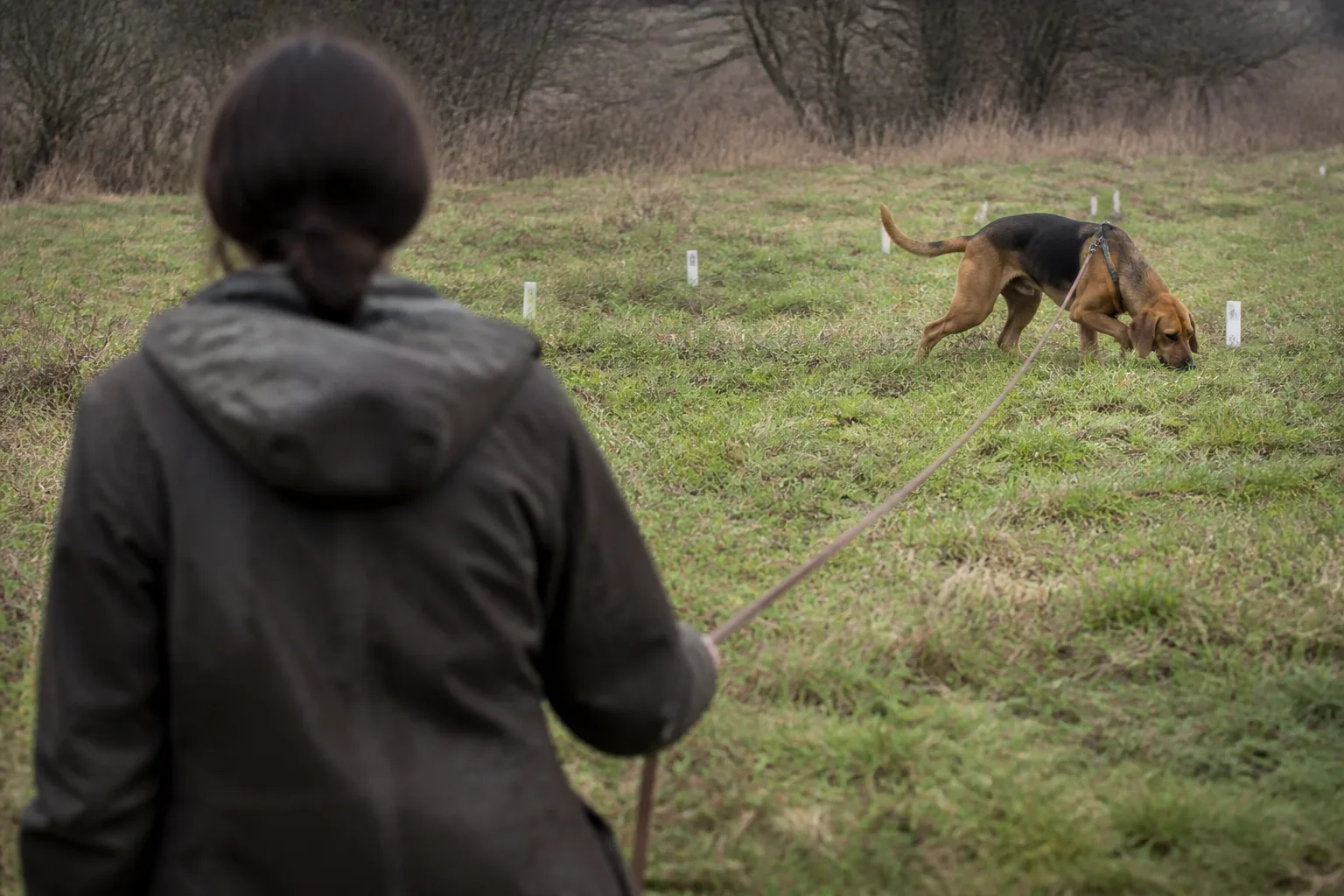 Handler watching a dog quarter the search square on a long line among markers